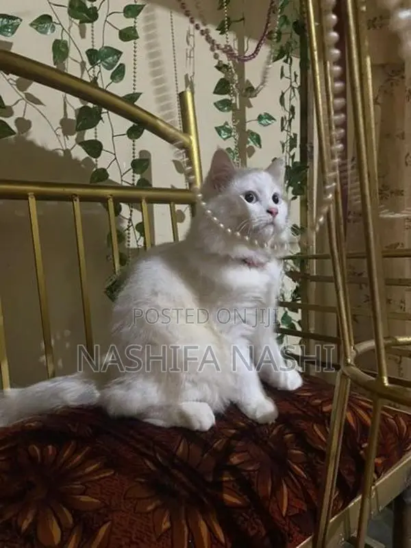 Persian Cat
