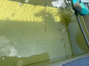 Algae Fish