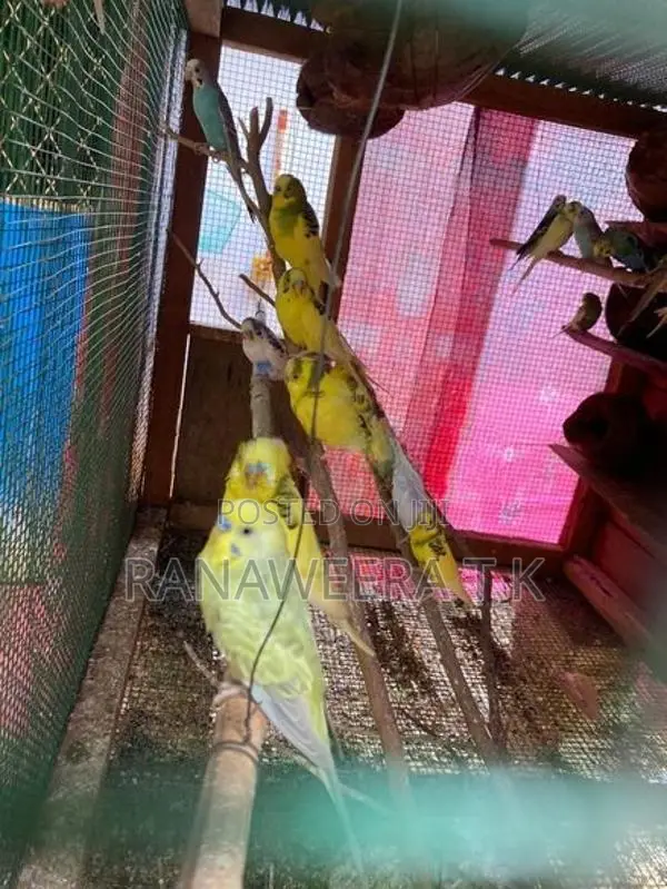 Love Birds