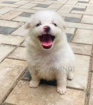 Lion Pomeranian Puppies