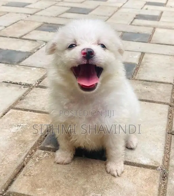 Lion Pomeranian Puppies