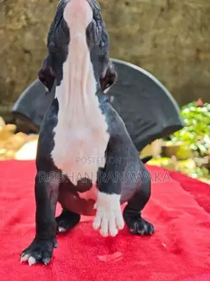 American Bully