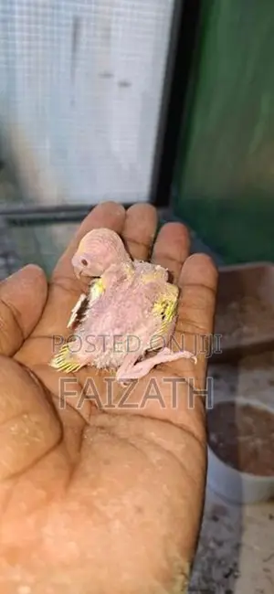 Love Birds