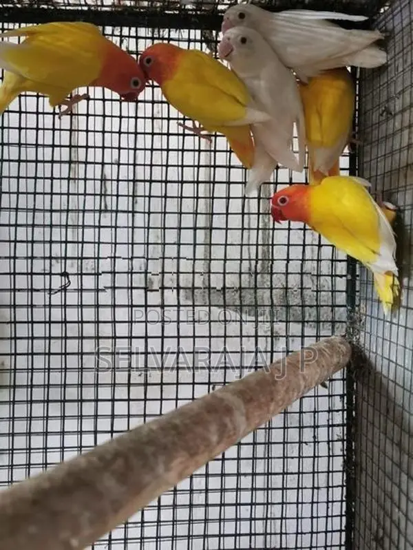 African Love Birds