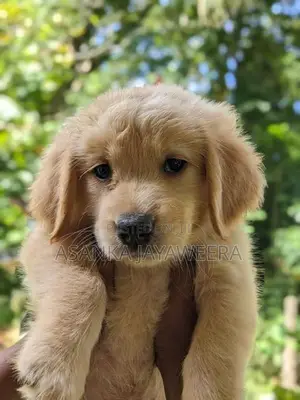Golden Retriever Puppies