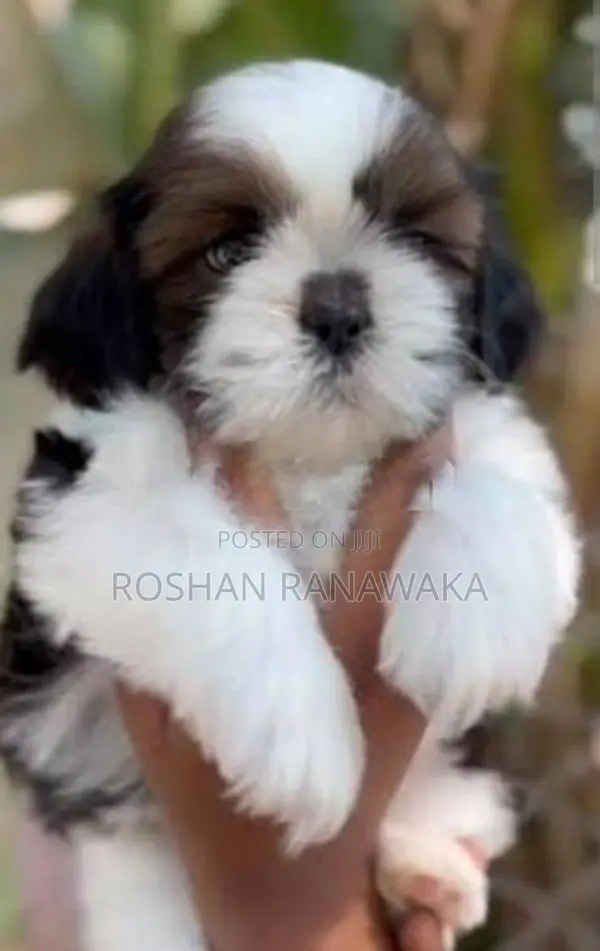 Shih-Tzu Puppies