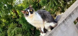 pure Persian