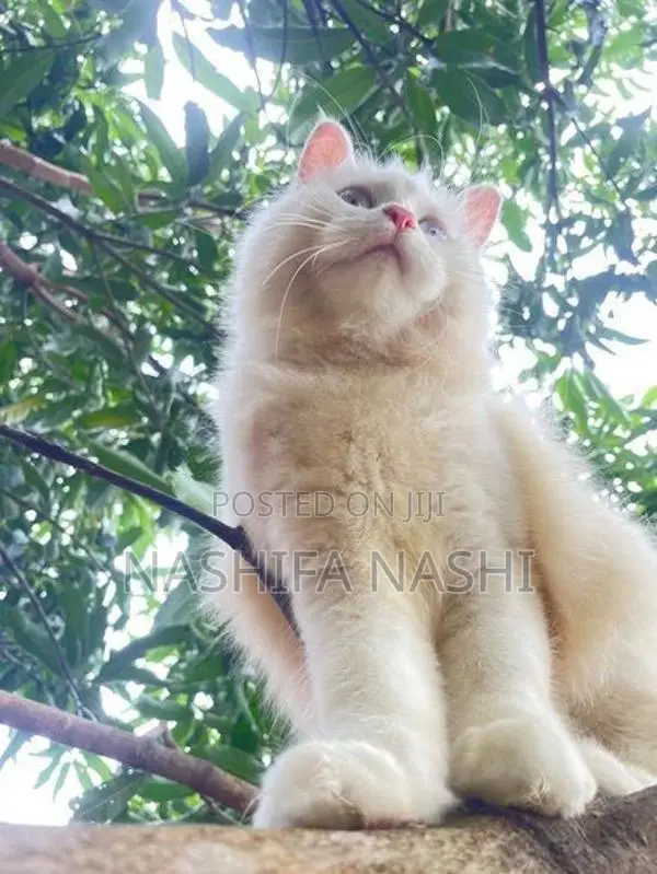 Persian Cat