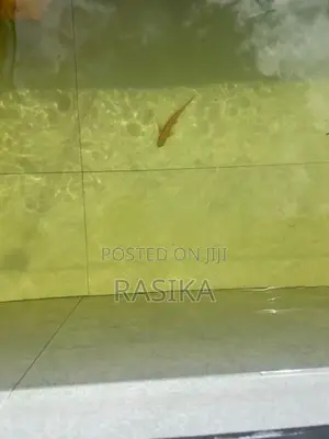 Algae Fish