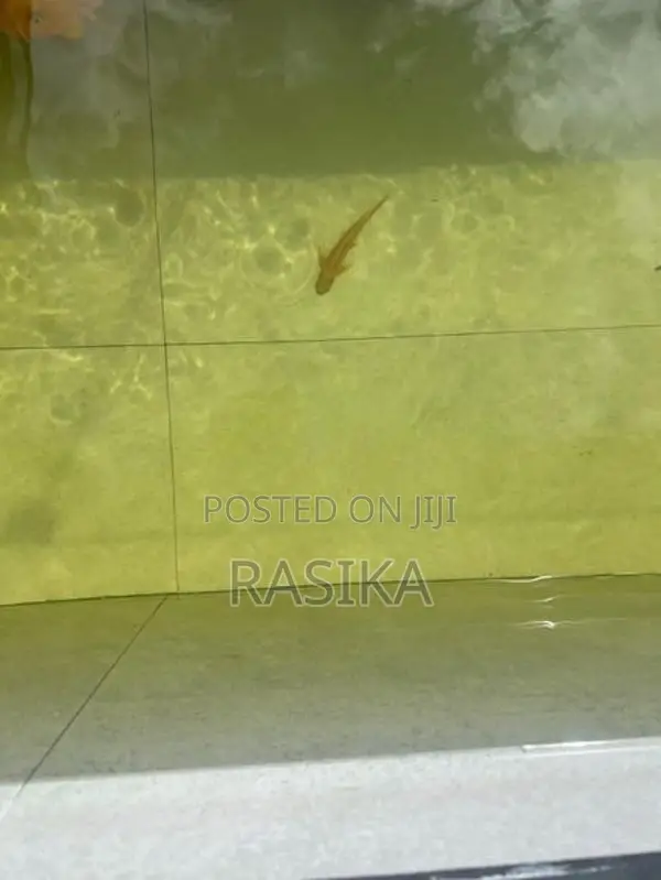 Algae Fish