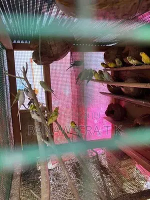 Love Birds