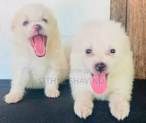 Lion Pomeranian Puppies