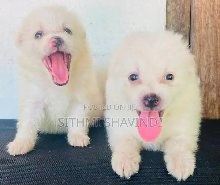 Lion Pomeranian Puppies