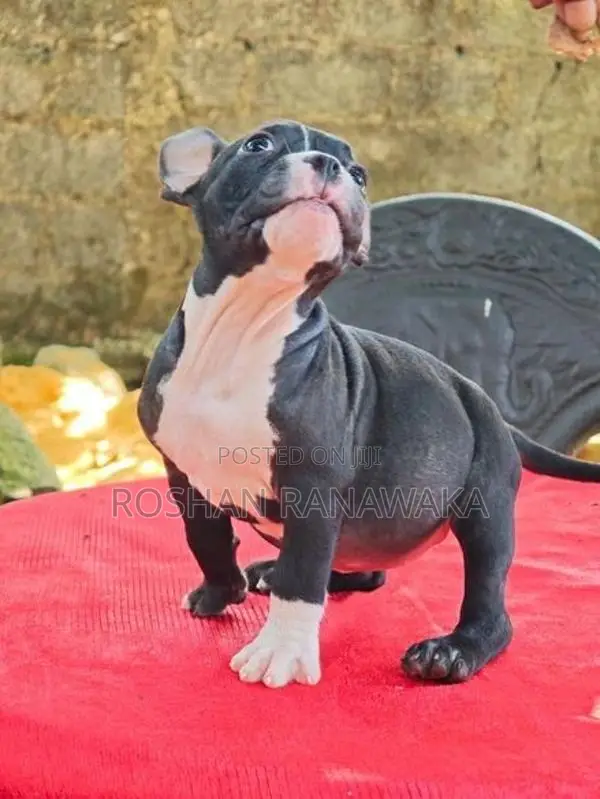 American Bully