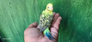 Love Birds