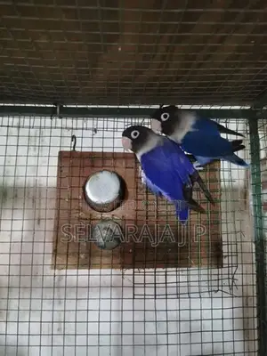 African Love Birds