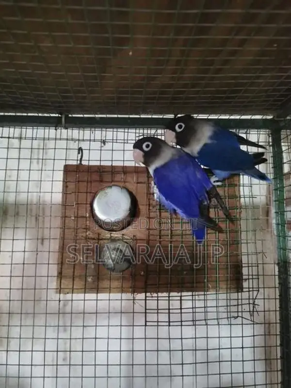 African Love Birds