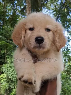 Golden Retriever Puppies