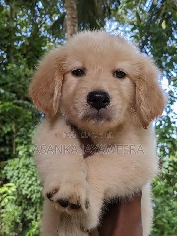 Golden Retriever Puppies