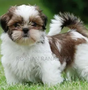 Shih-Tzu Puppies