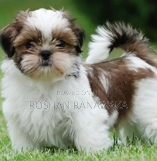 Shih-Tzu Puppies