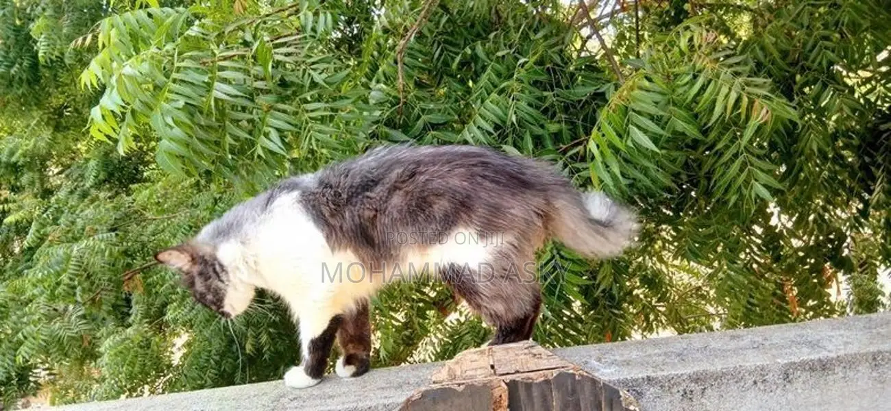 pure Persian