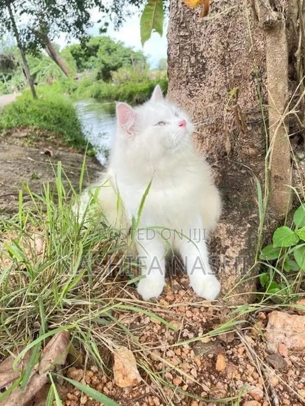 Persian Cat