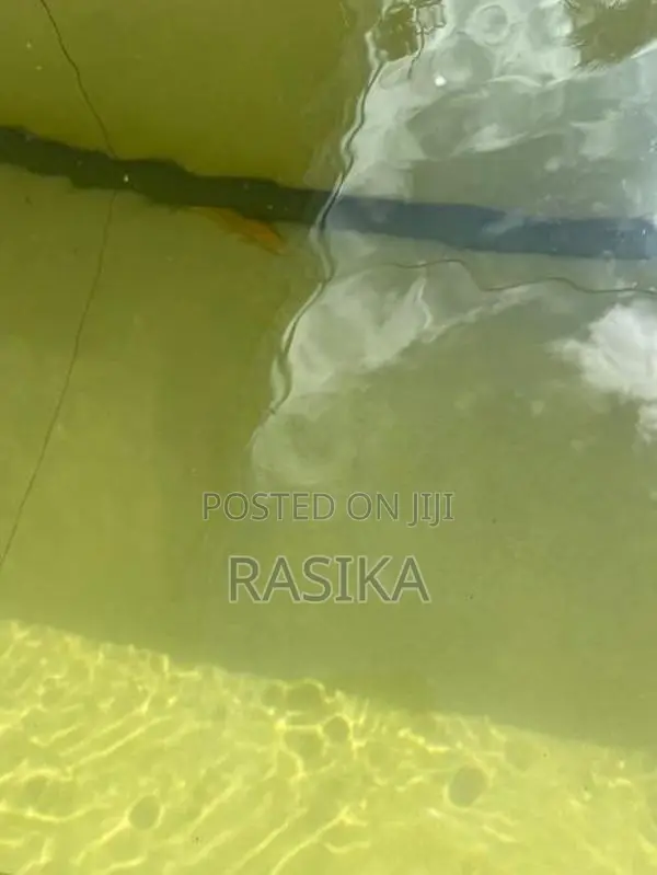 Algae Fish