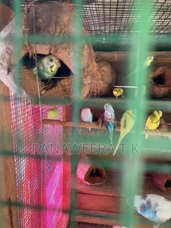 Love Birds