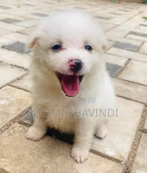 Lion Pomeranian Puppies