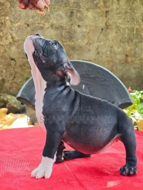 American Bully