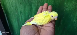 Love Birds