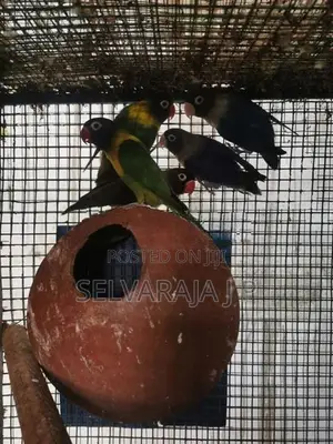 African Love Birds