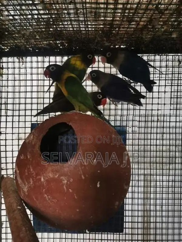 African Love Birds