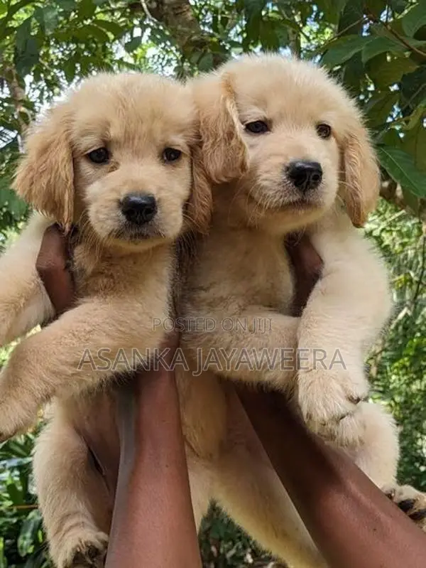 Golden Retriever Puppies