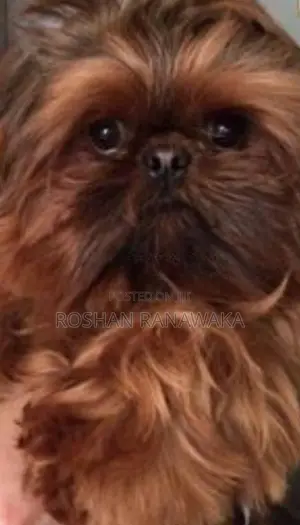 Shih-Tzu Puppies