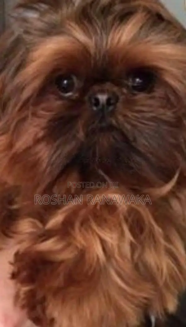 Shih-Tzu Puppies