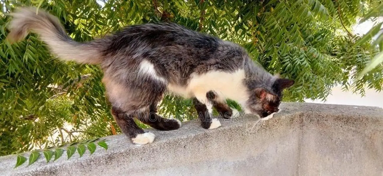 pure Persian