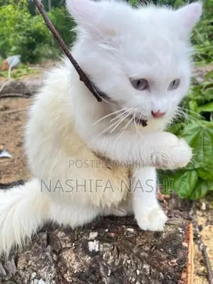 Persian Cat