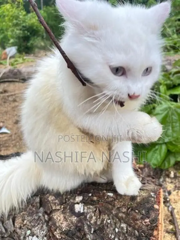 Persian Cat