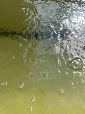 Algae Fish