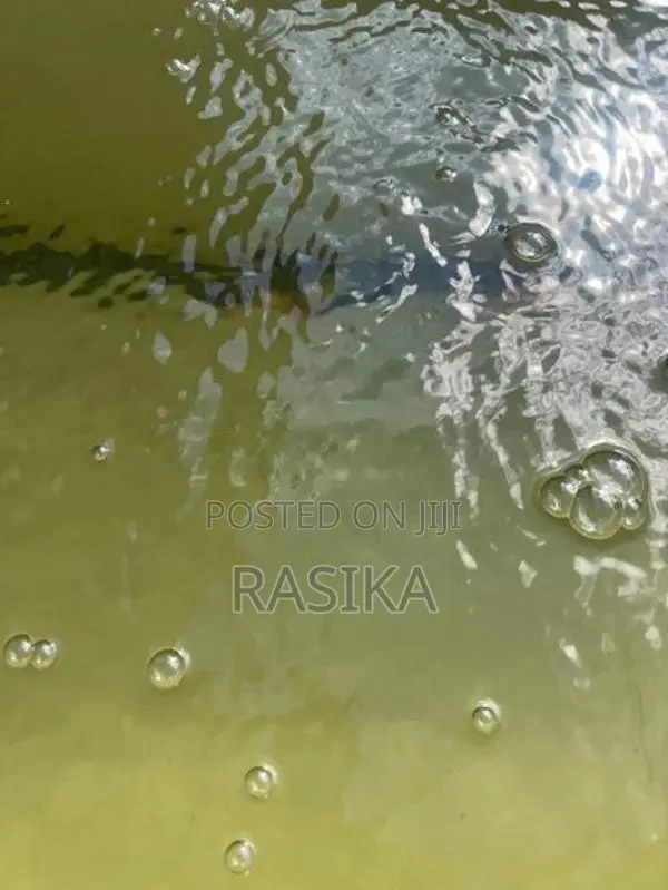 Algae Fish