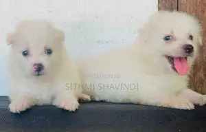 Lion Pomeranian Puppies