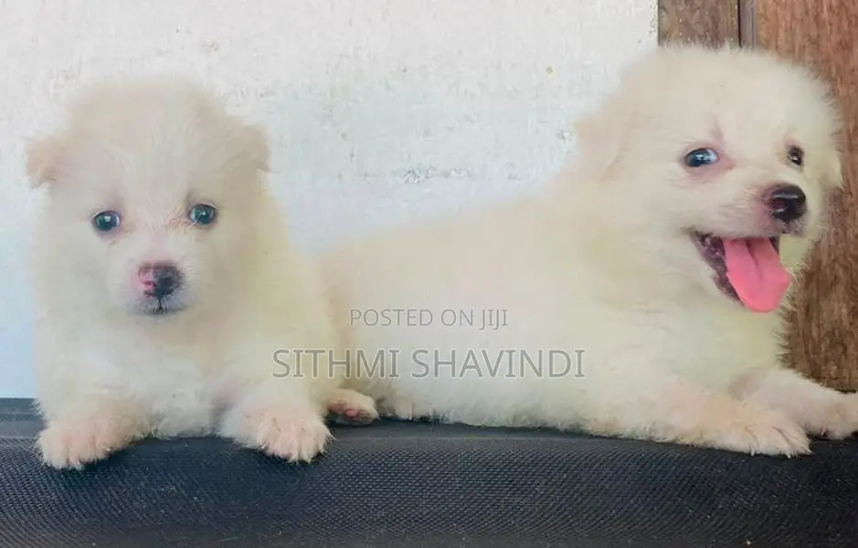 Lion Pomeranian Puppies