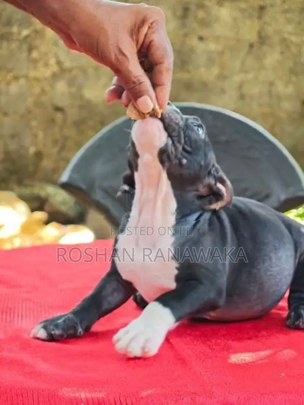 American Bully