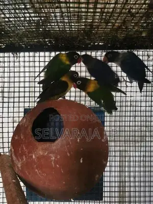 African Love Birds