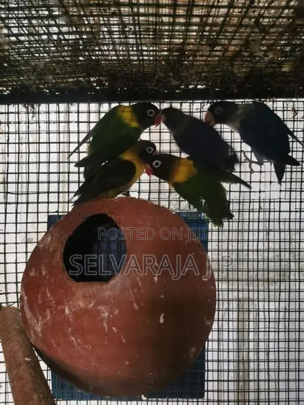 African Love Birds