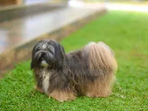 Shih-Tzu Puppies