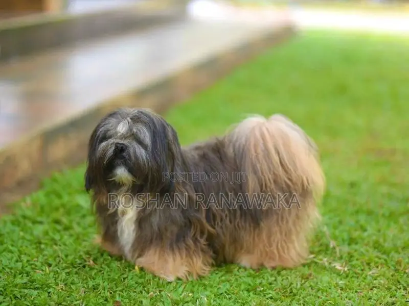 Shih-Tzu Puppies