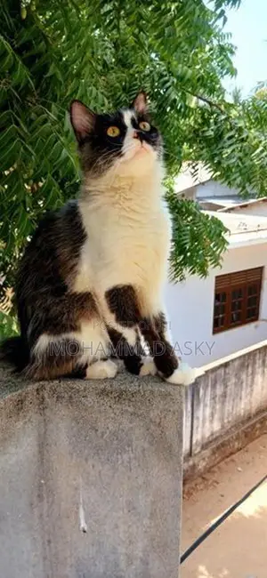 pure Persian